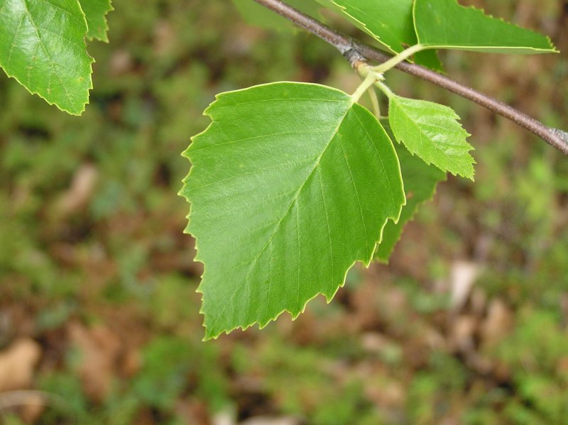 Betula verrucosa