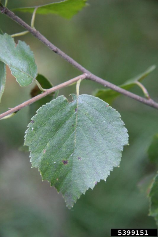 Betula pubescens