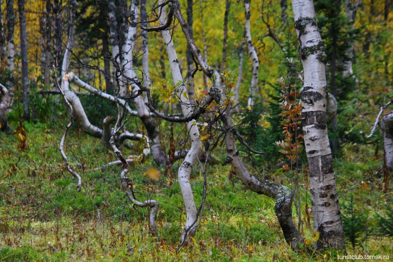 Береза повислая (Betula pendula) Криспа