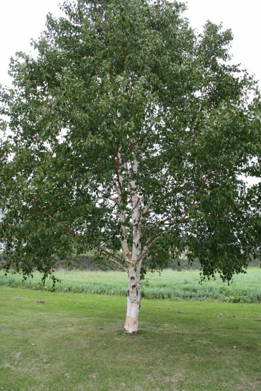 Береза пушистая Betula pubescens