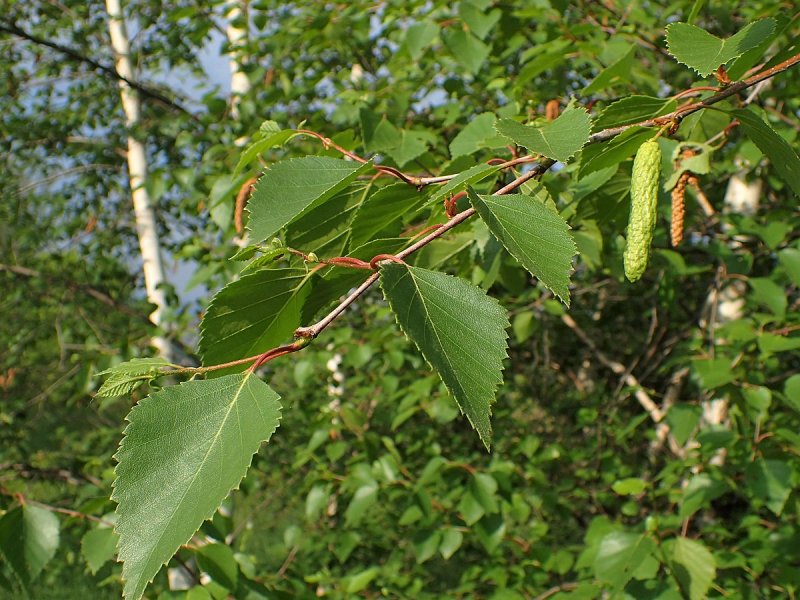 Берёза Медведева Betula medwediewii
