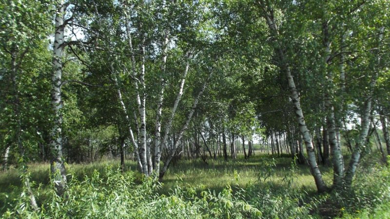 Береза широколистная