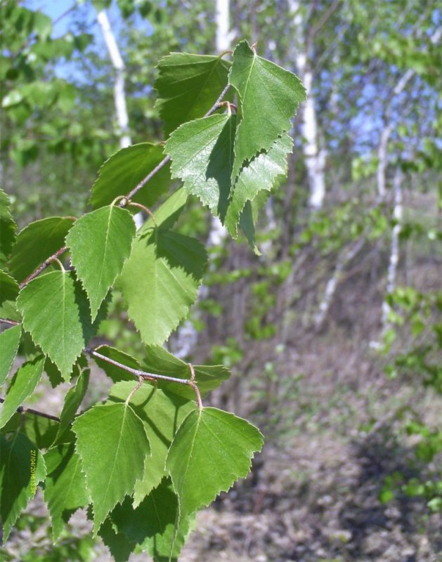 Береза повислая Betula pendula Roth