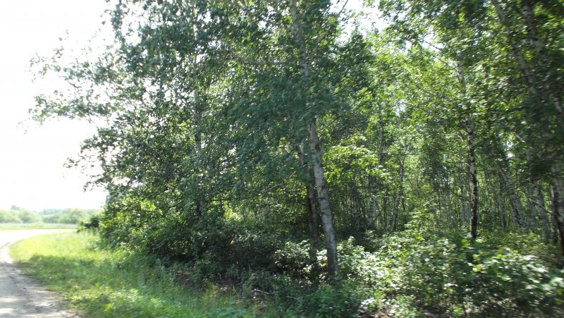 Береза Даурская фото