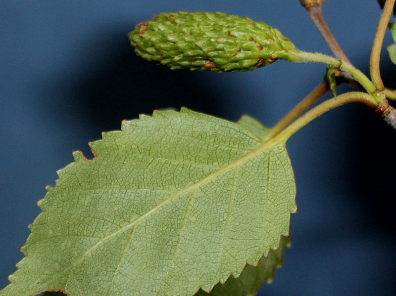 Betula utilis var. Jacquemontii