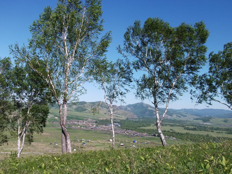Береза Радде "Betula raddeana