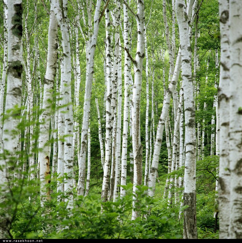 Берёза бородавчатая Betula platyphylla Sukacz