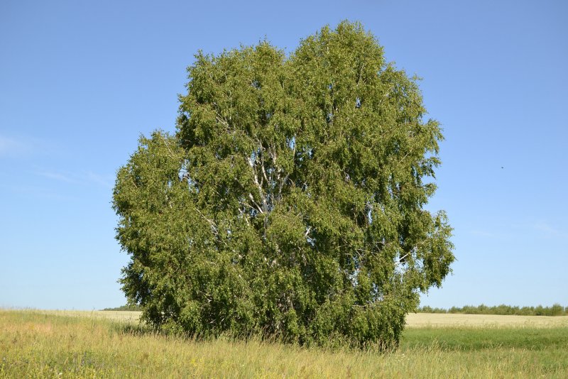 Береза повислая Betula pendula