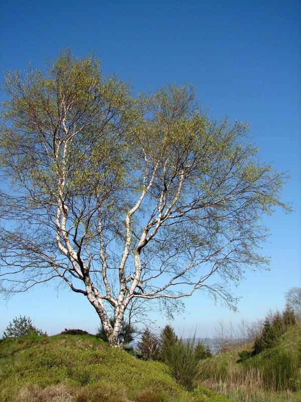 Береза пушистая (лат. Betula pubescens)