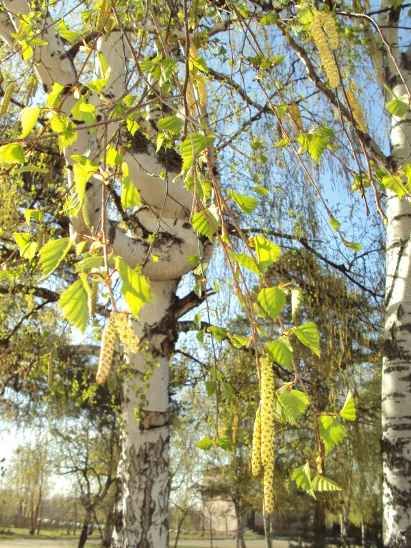 Betula pubescens листья