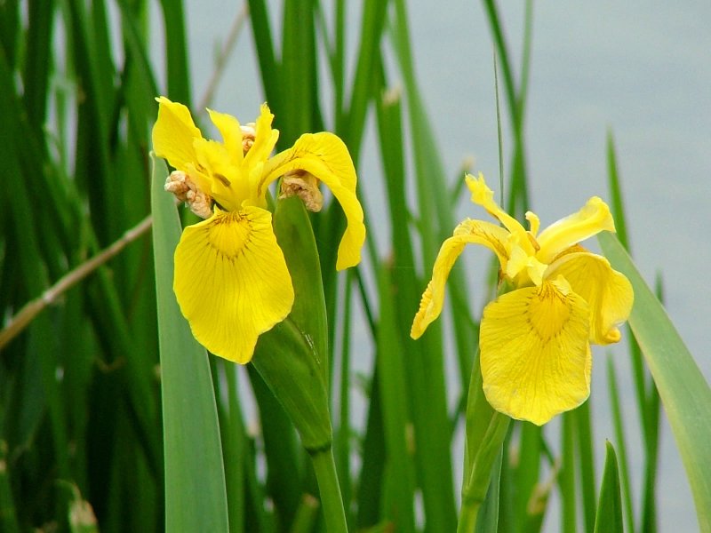 Ирис болотный (Iris pseudacorus)
