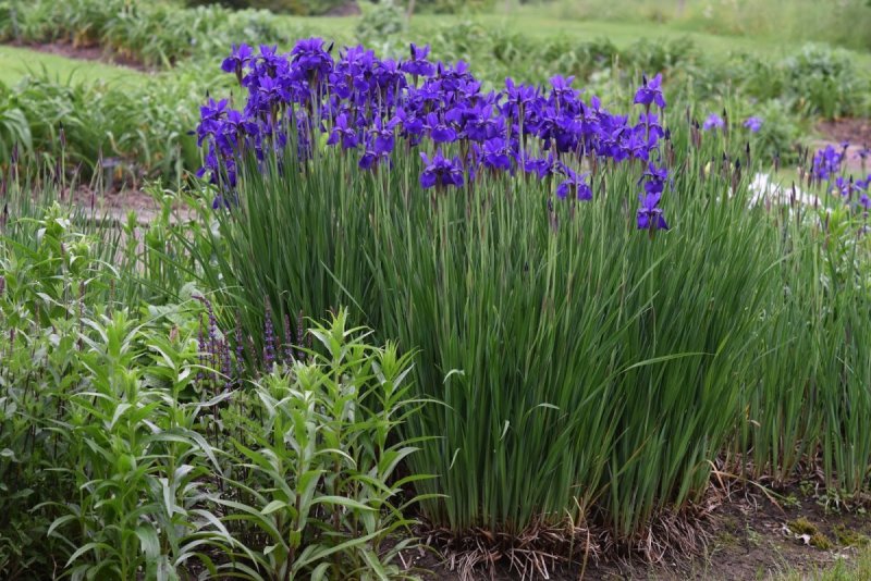 Ирис болотный (Iris pseudacorus)