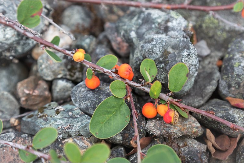 Cotoneaster uniflorus