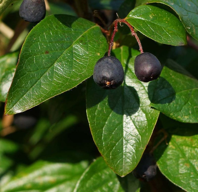 Кизильник алаунский Cotoneaster alaunicus