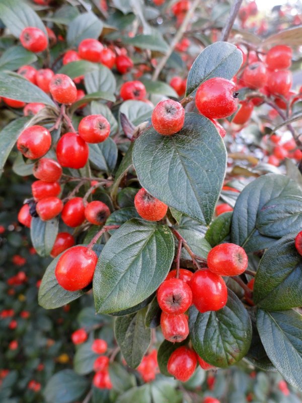 Кизильник монгольский plantarium