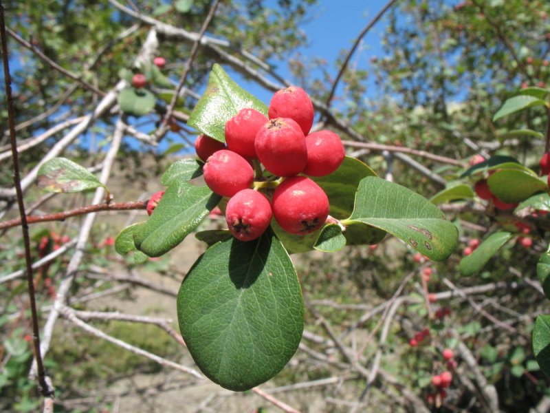 Кизильник алаунский Cotoneaster alaunicus