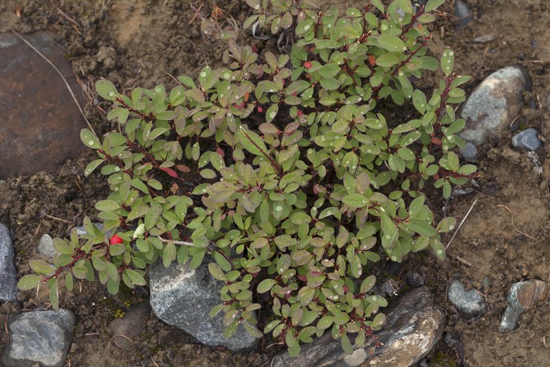 Кизильник алаунский Cotoneaster alaunicus