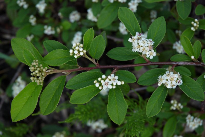 Cotoneaster salicifolius