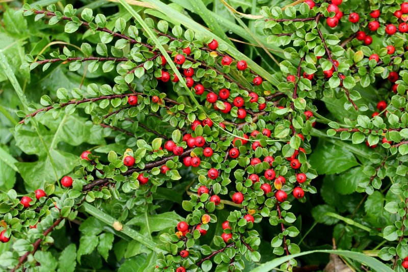 Кизильник алаунский Cotoneaster alaunicus