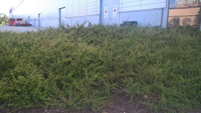 Cotoneaster dam. 'Major' 3 шт