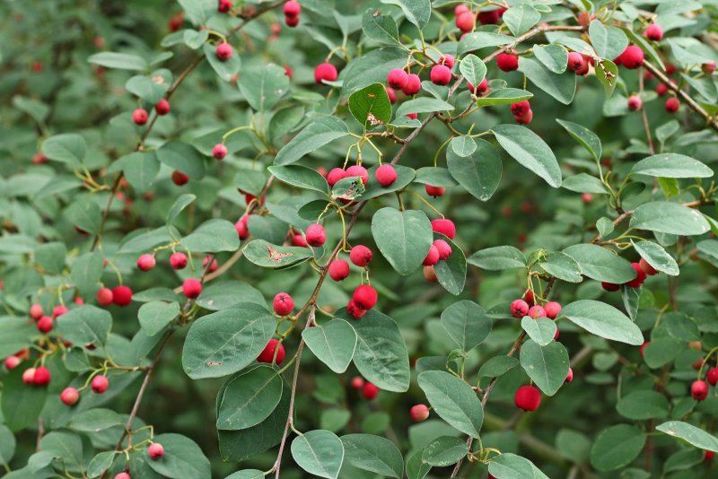Кизильник Даммера Cotoneaster dammeri