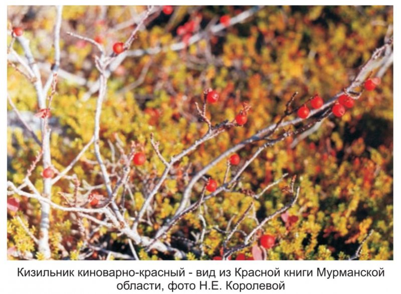 Кизильник крона высота