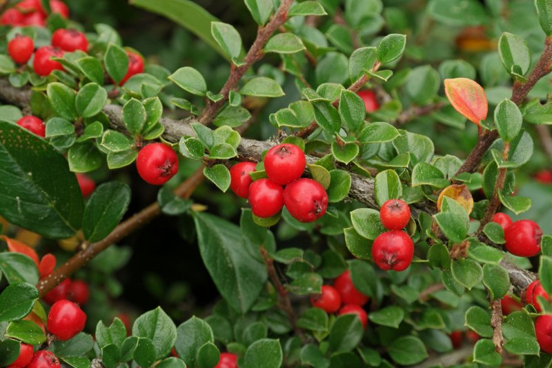 Cotoneaster uniflorus