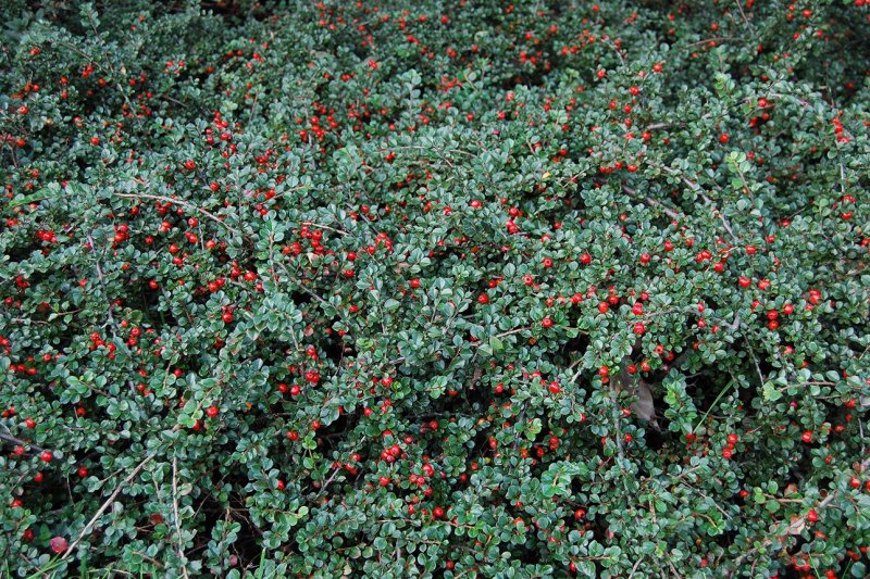 Кизильник — Cotoneaster:
