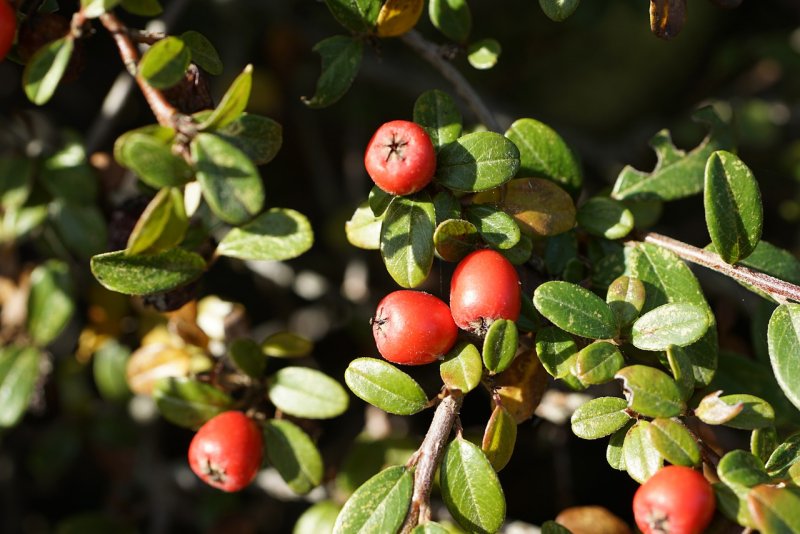 Кизильник алаунский Cotoneaster alaunicus