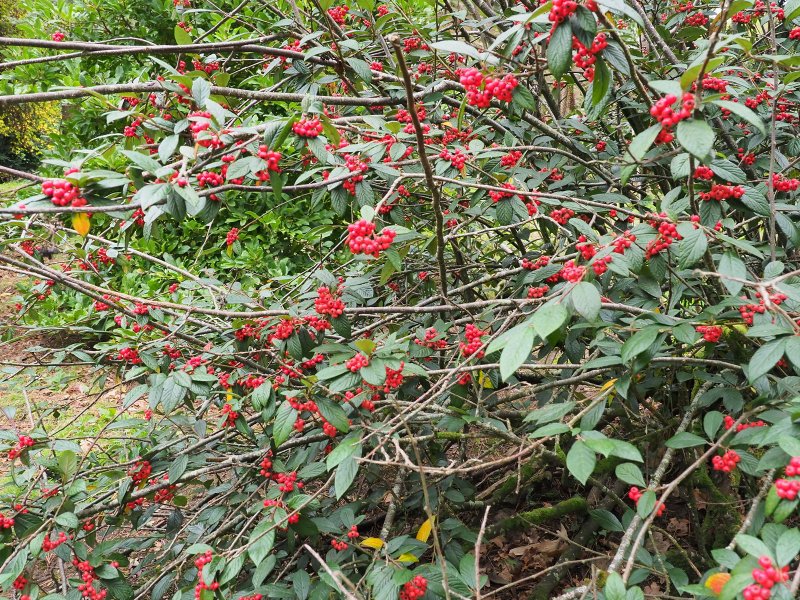 Cotoneaster franchetii