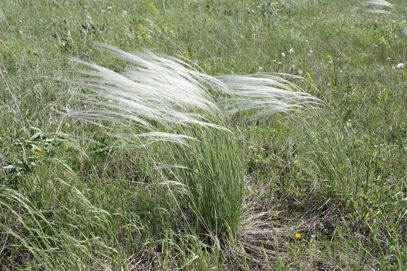 Ковыль-волосатик (Stipa)