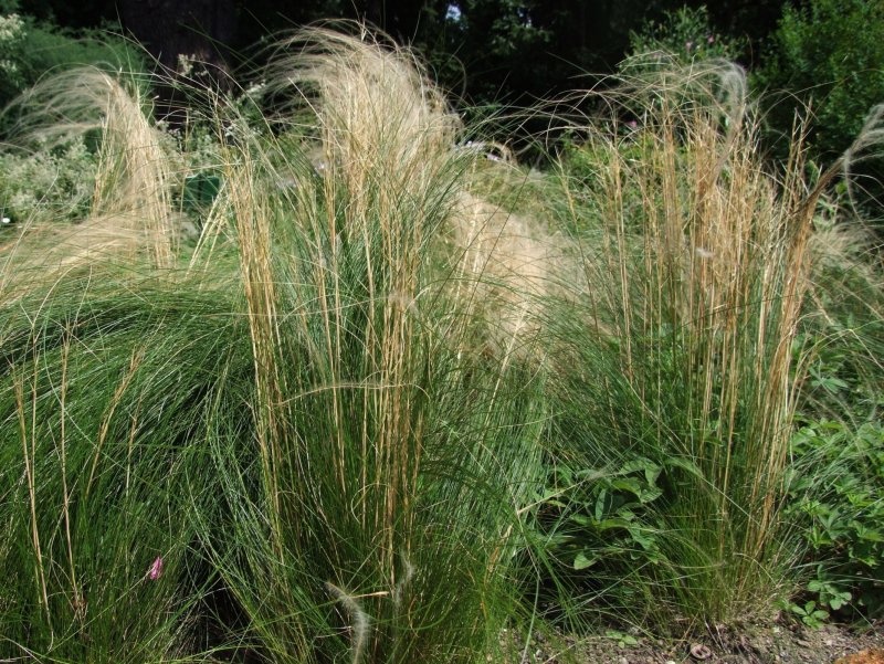Ковыль волосатик Stipa capillata
