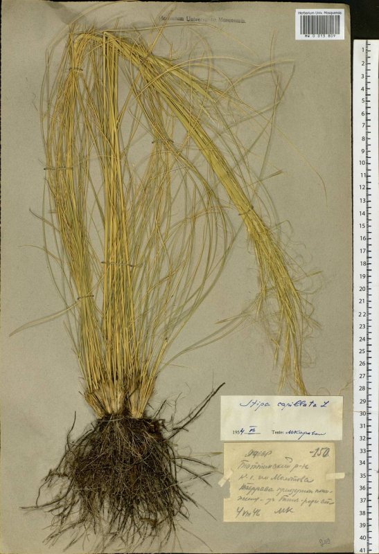 Ковыль волосатик Stipa capillata