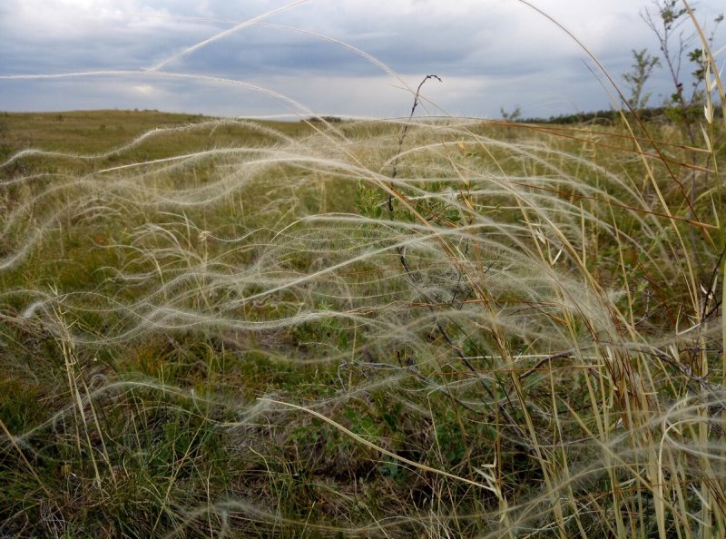 Ковыль Сырейщикова (Stipa syreistschikowii)