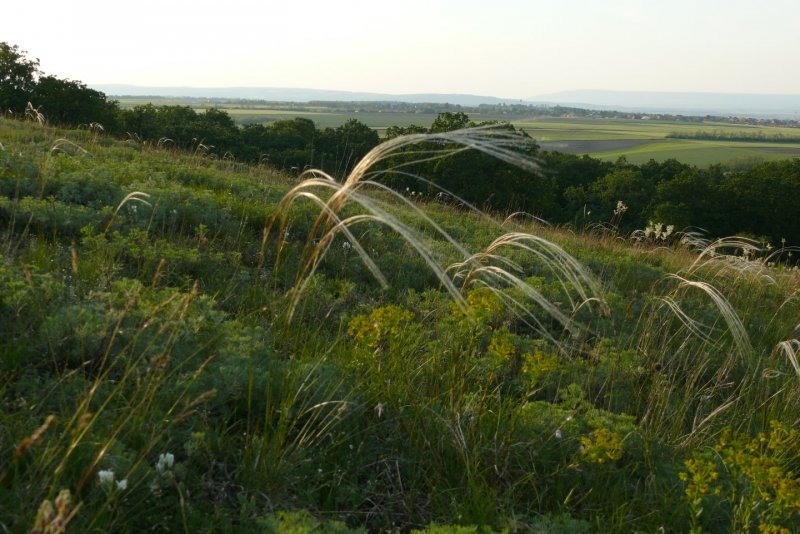 Ковыль волосатик корень