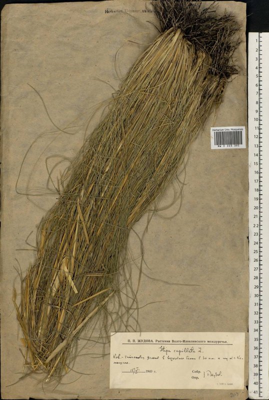 Ковыль волосатик Stipa capillata