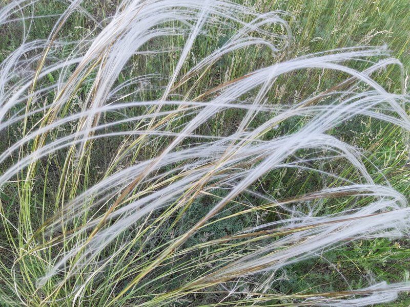 Ковыль Stipa Tirsa