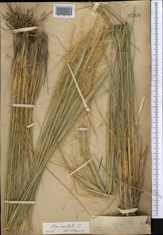 Ковыль Stipa Tirsa