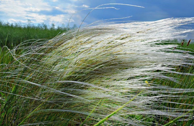 Ковыль-волосатик (Stipa)