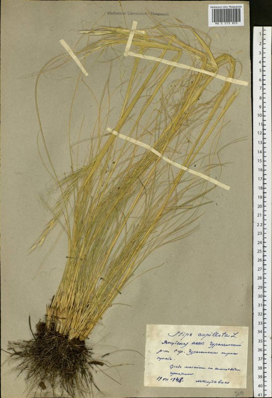 Ковыль волосатик Stipa capillata