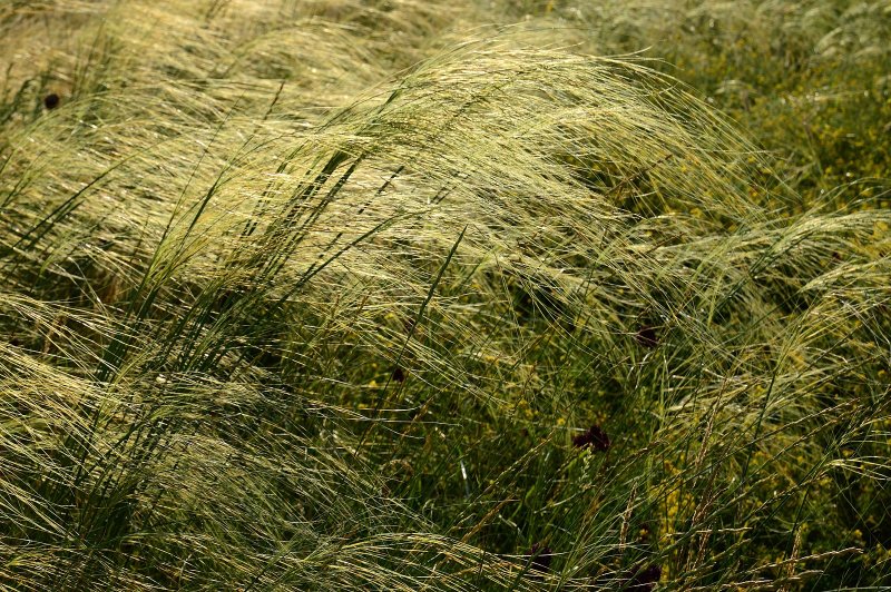 Ковыль (Stipa)