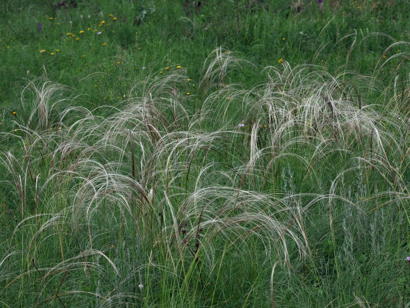 Ковыль волосовидный Stipa capillata