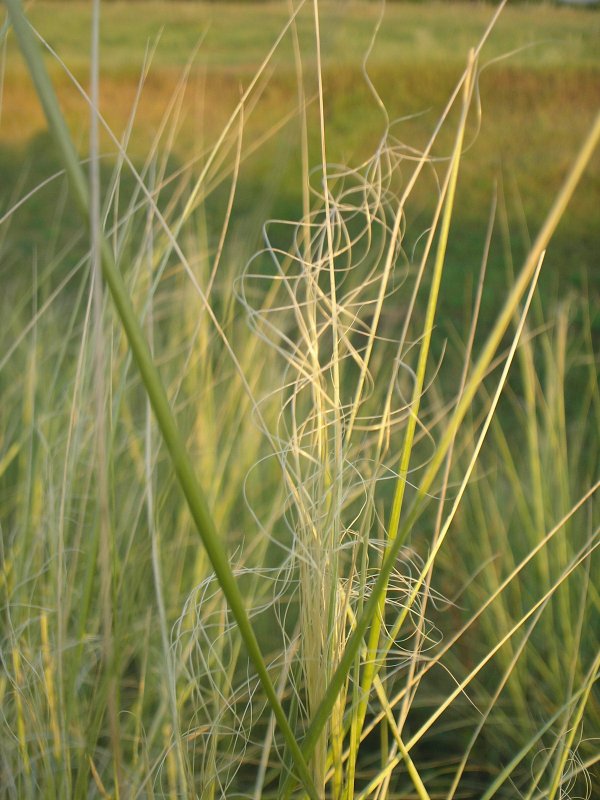 Ковыль волосатик Stipa capillata