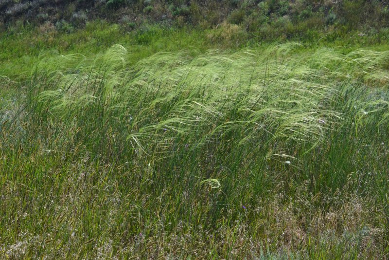 Ковыль волосатик Stipa capillata
