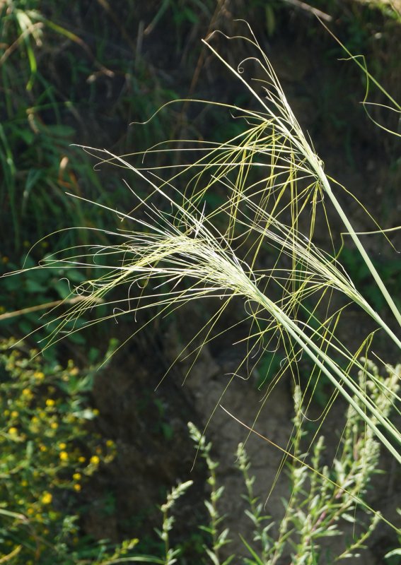 Ковыль перистый (Stipa pennata l.)