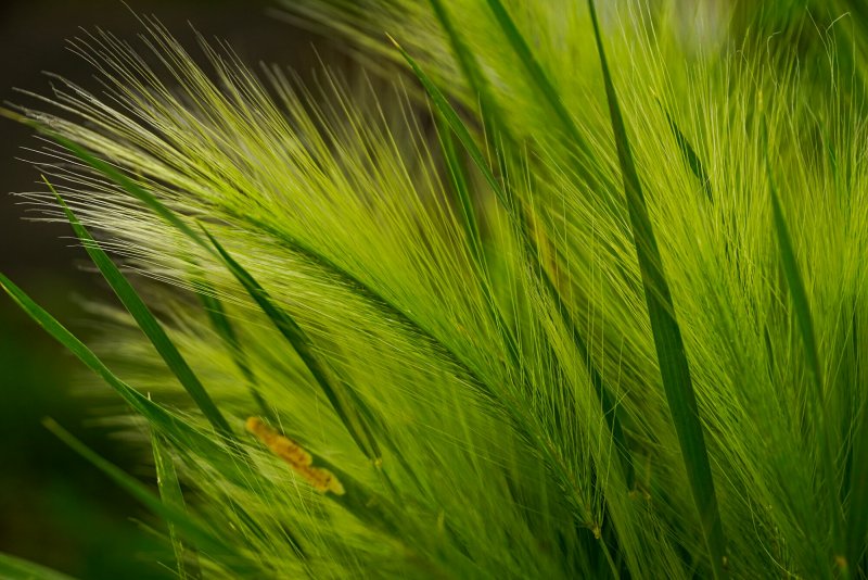 Ковыль Stipa tenuissima