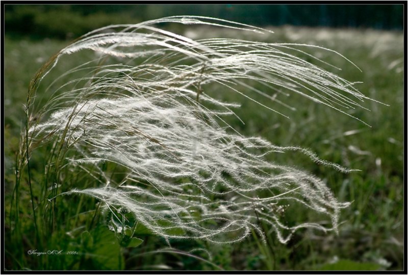 Ковыль волосатик Stipa capillata