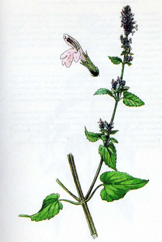 Гербарий Ballota nigra