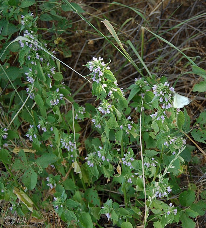 Белокудренник черный (Ballota nigra l.)