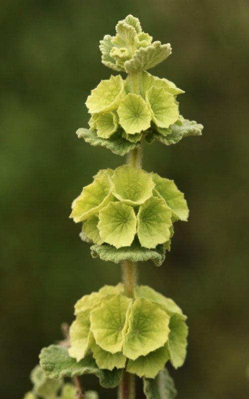Чистец Лесной (Stachys sylvatica)